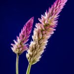 Anwar Departs Ethiopia for South Africa to Participate in G20 Leaders’ Summit