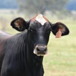 Central Asia Chooses Consolidation Over Integration