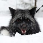 KL Soup Kitchens Argue Centralized Food Program Neglects Broader Shelter and Access Issues