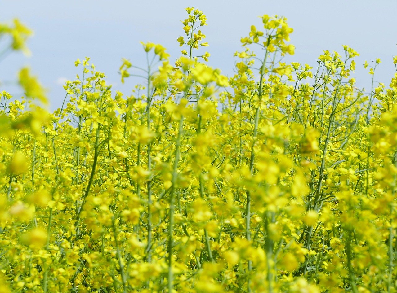 2025 Gold Market Analysis: Key Trends and Price Forecast Insights