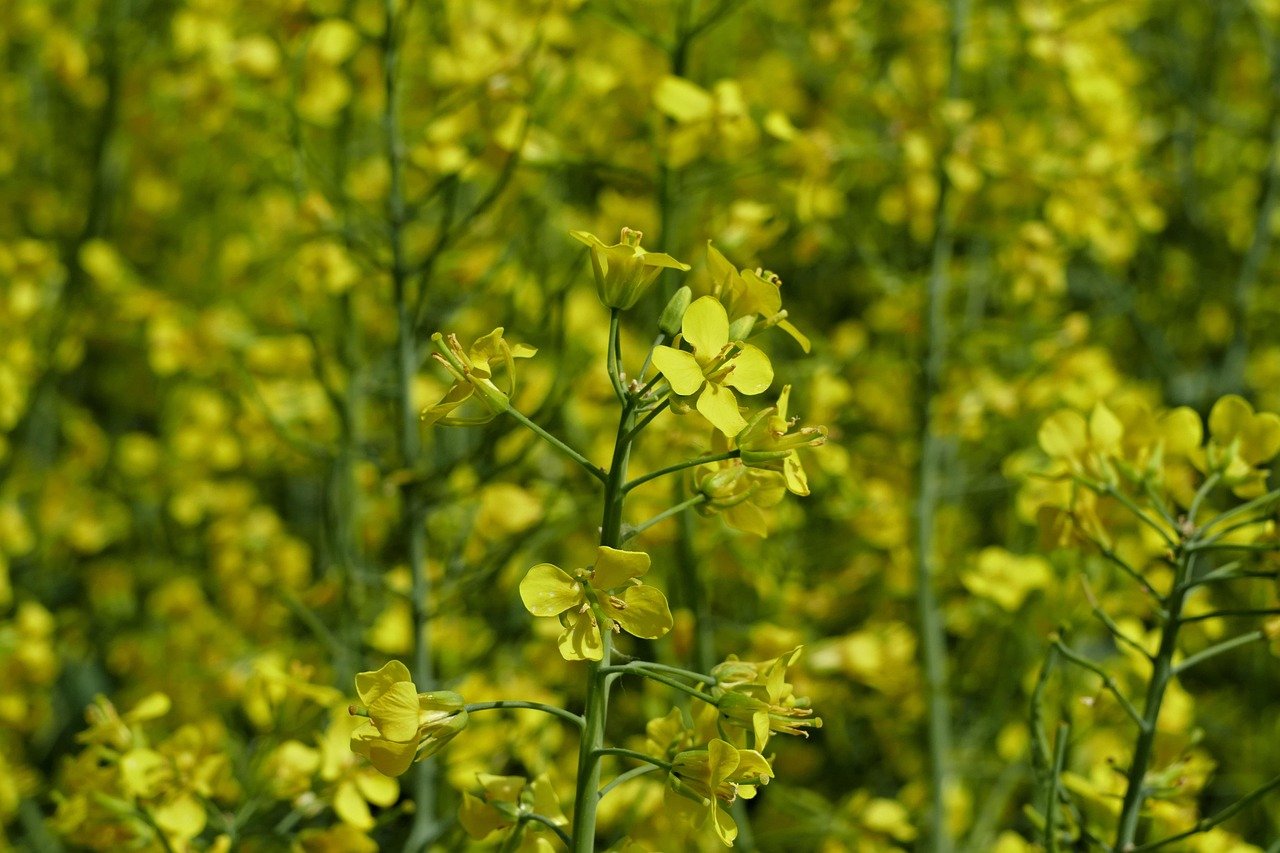 2025 Gold Price Trends: In-Depth Market Analysis and Future Projections