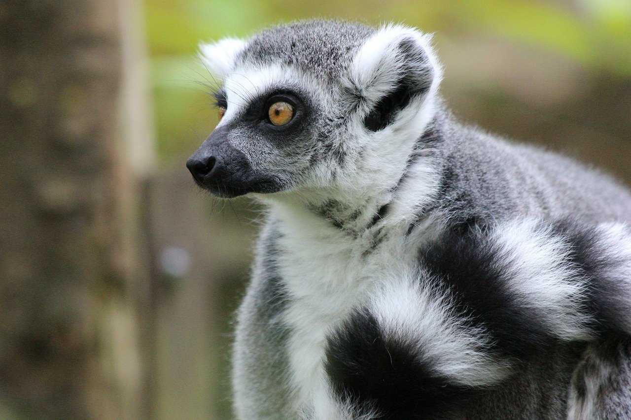 Comparing Malaysian Government Bonds and Corporate Bonds for Fixed Income Investors