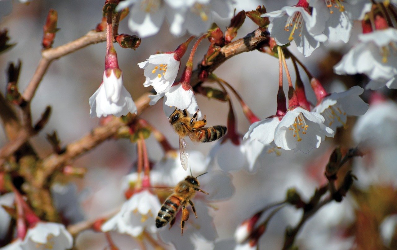 AirAsia X Grows Its International Footprint with Kuala Lumpur-Bahrain-London Route, Marking Bahrain as Its Initial European Strategic Hub