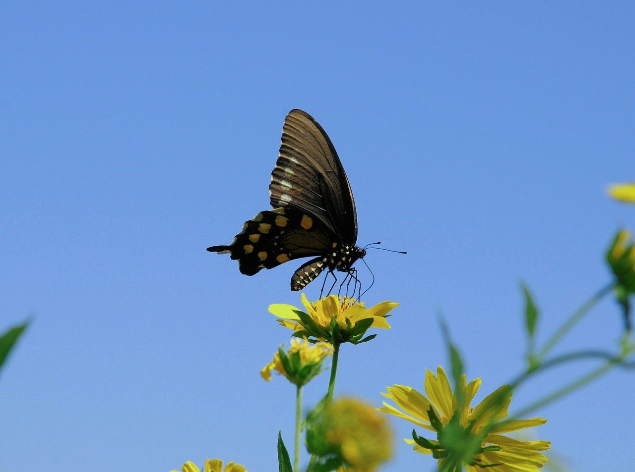 Arrow Greentech Ltd Declares Patent Approval for Malaysia