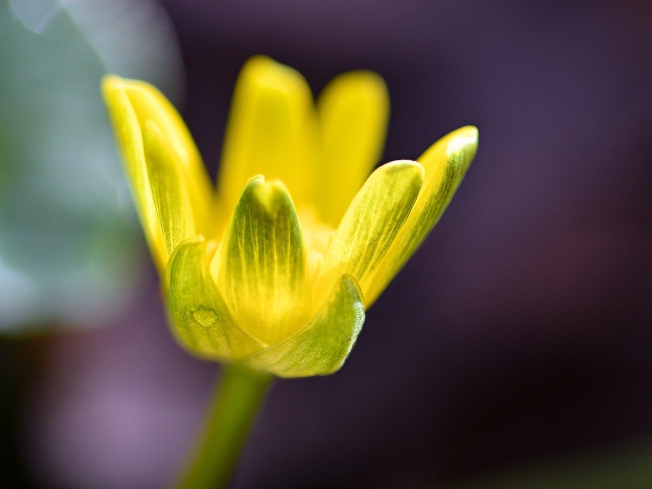 Beyond the Mayoral Discussion: Who Will Define Kuala Lumpur's Destiny?