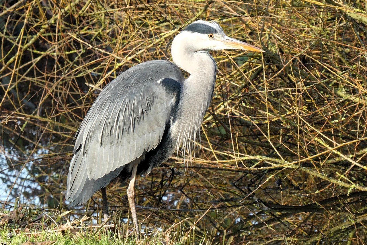 China and Central Asia's Transition to Renewable Energy