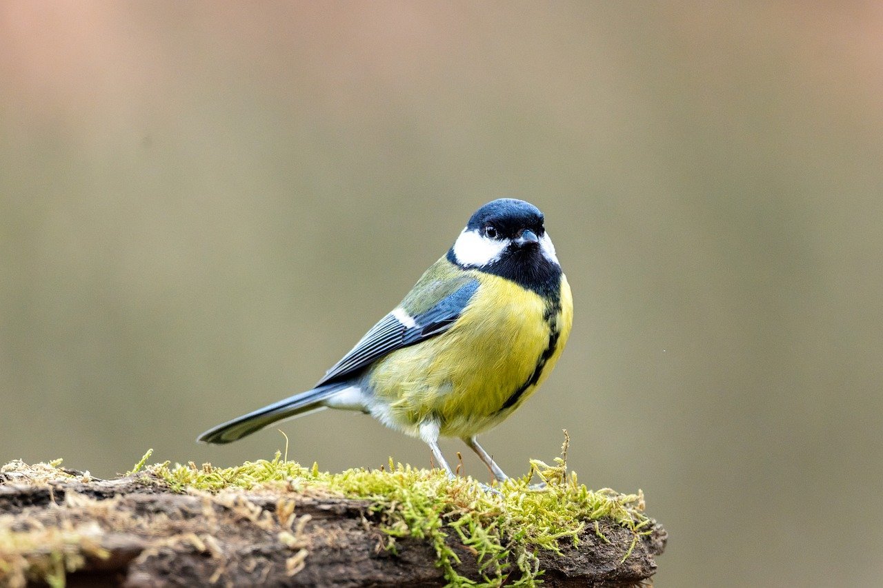 Expansion of Transition Finance in Southeast Asia Anticipated for 2026, As Per Market Analysts