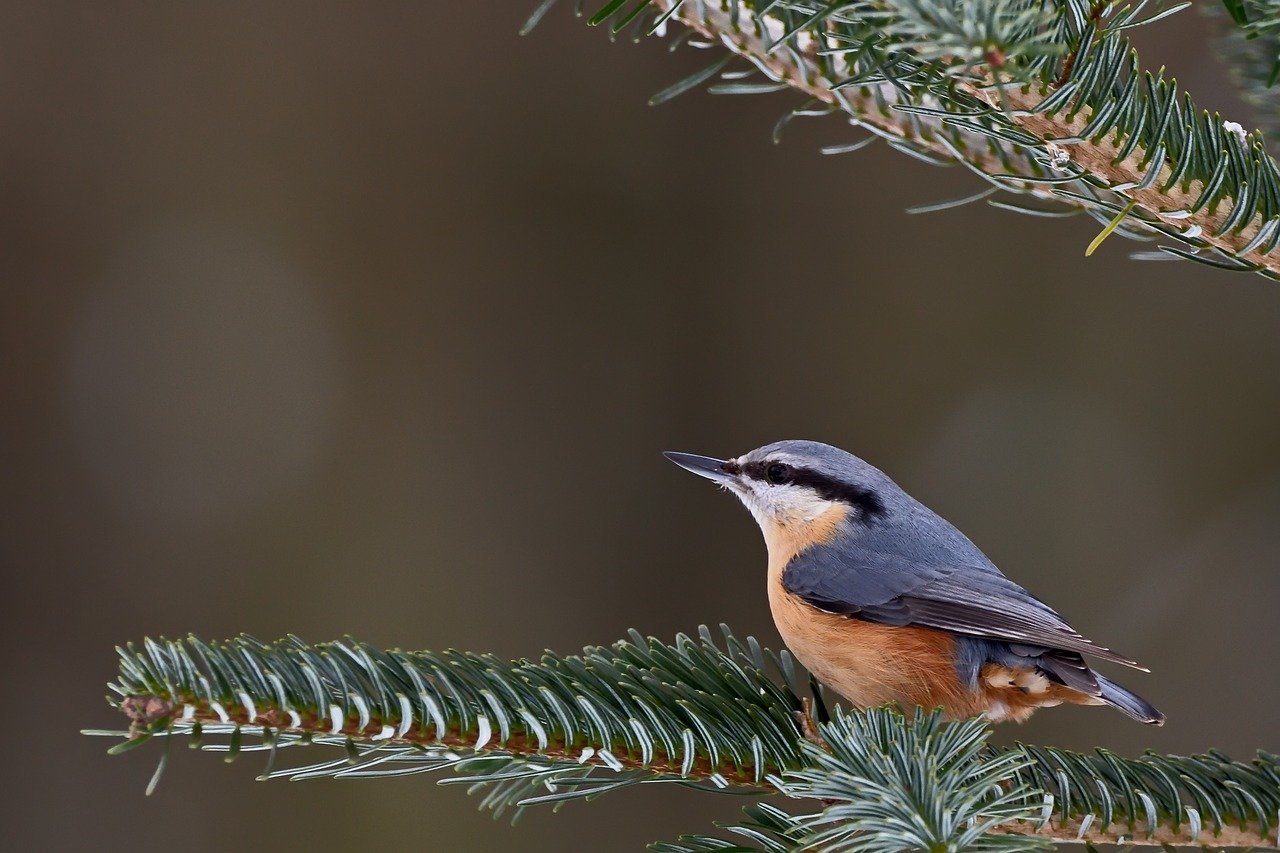 FAQ: South Asia Vegetable Oil Futures (Fastmarkets)