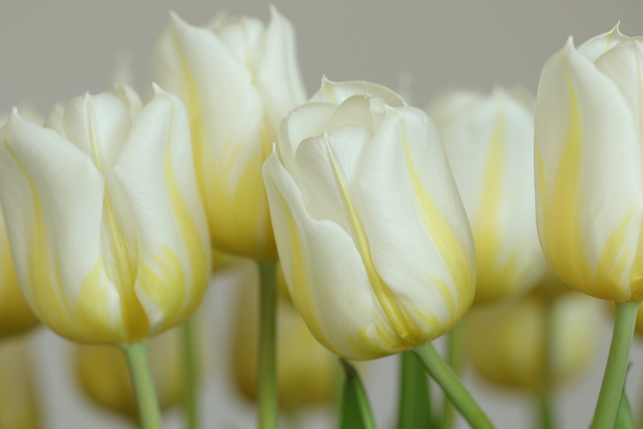 From Statements to Routes: Reevaluating Economic Unification in Central Asia