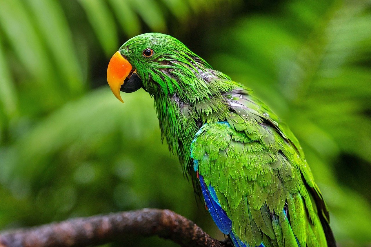 Malaysian Ringgit Expected to Keep Strengthening in 2026