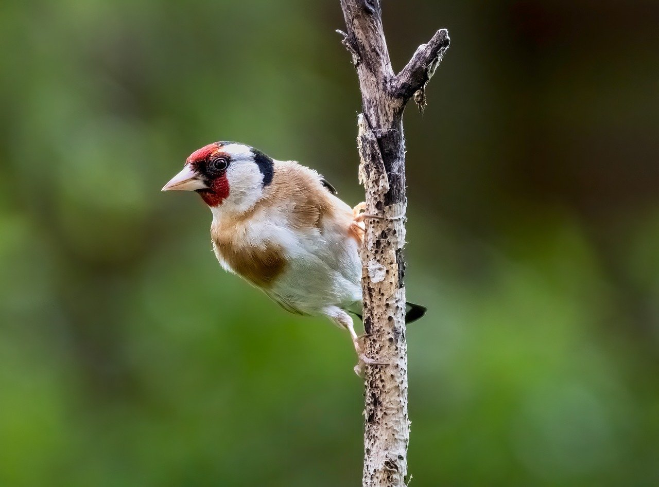 Malaysia's national pension fund reveals a 6.15% dividend, nearly reaching a 2024 peak