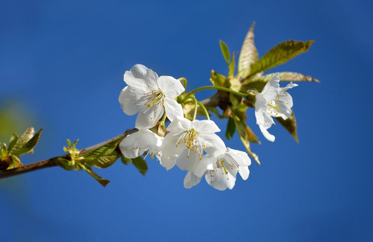 AHICE South East Asia 2026 Overview: Essential Trends, Recent Innovations, and Vital Market Insights