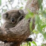 Associate Owners Group (AOG) Forms a Strategic Partnership with Copper CRM