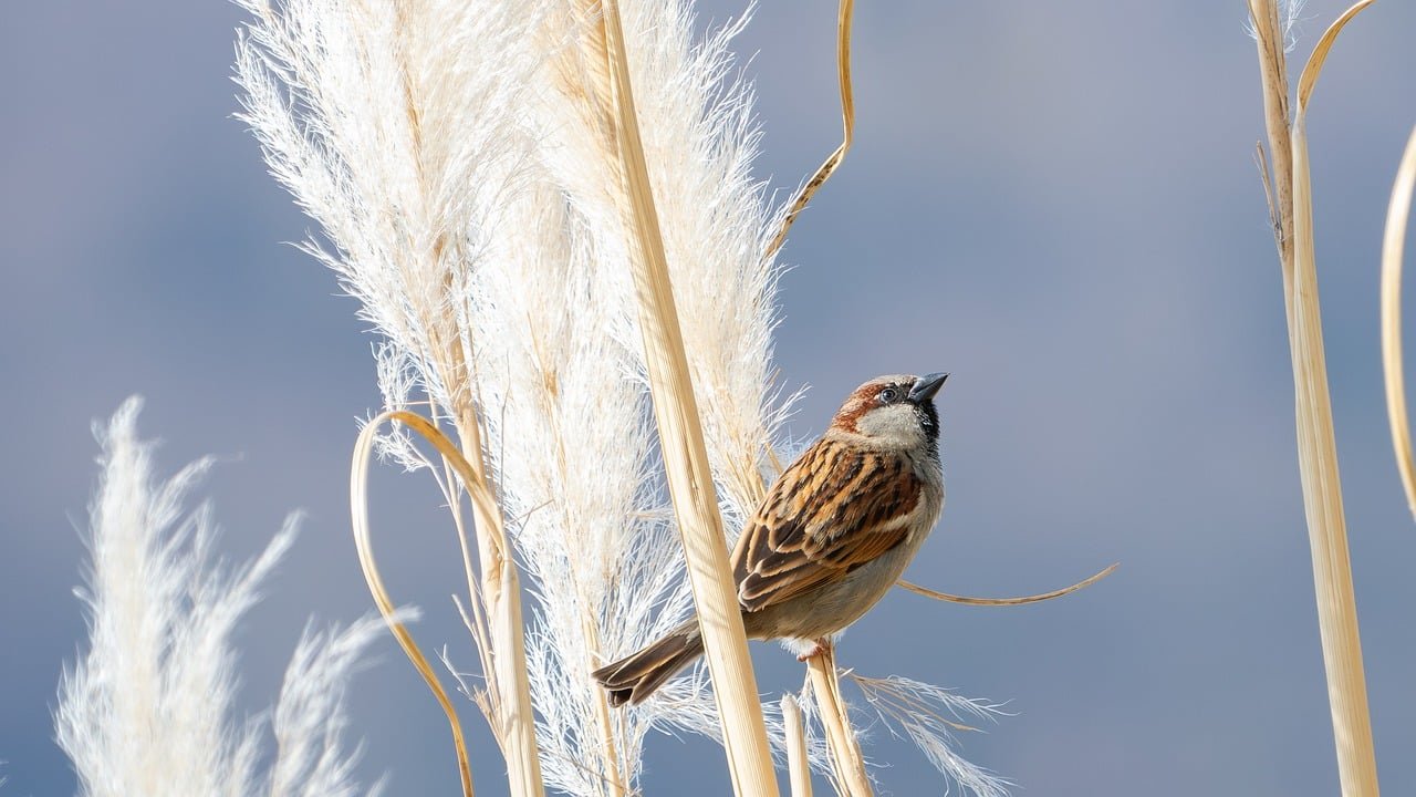 BC Game in South Asia: Cryptocurrency Gaming Casino for Participants in India and Bangladesh