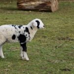 Business: CMP to Augment the Dynamism of Malaysia's Capital Market — MBSB