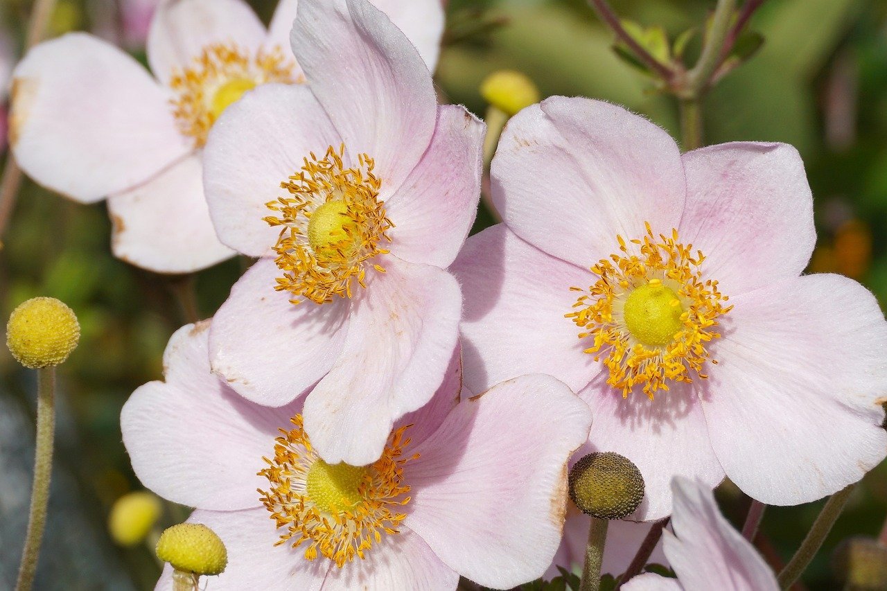 East Asia Seeks to Enter Hungarian Nuclear Sector