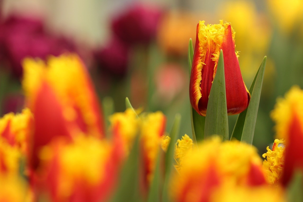 'Erroneous and Intolerable': Malaysia's DAP Chief Denounces Former Leader and Penang Chief Minister for Public Disagreement