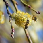 Explainer: The Effect of the Middle East Dispute and China's Fertilizer Limitations on Malaysia's Vegetable Availability