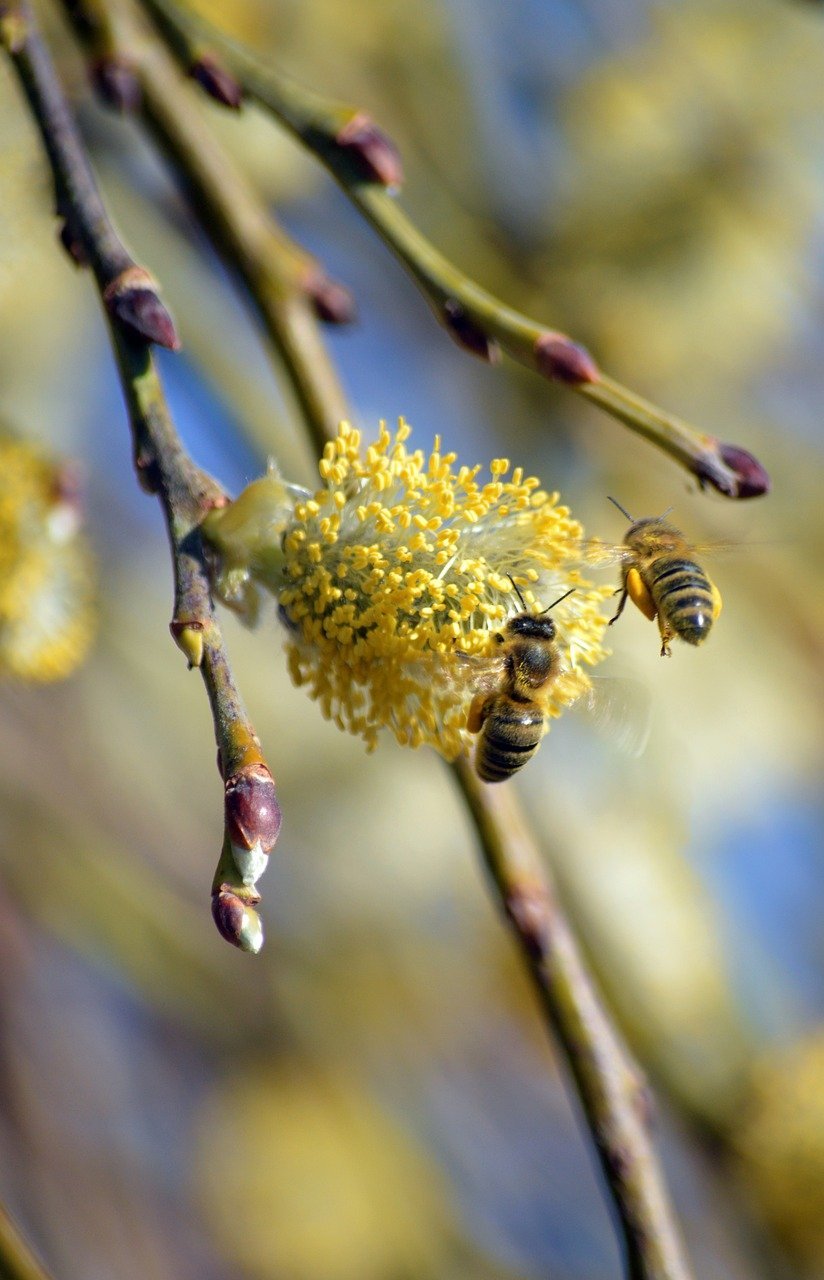 Explainer: The Effect of the Middle East Dispute and China's Fertilizer Limitations on Malaysia's Vegetable Availability