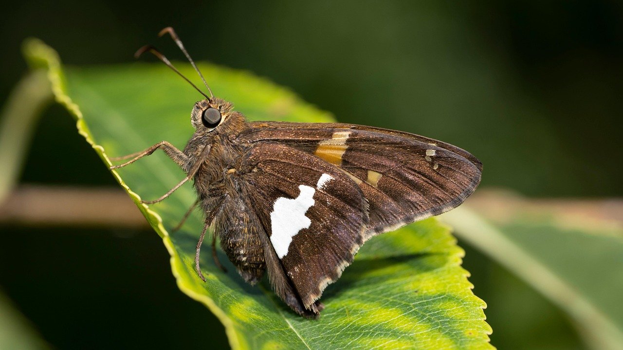 Fed’s March 18 Ruling Poised to Tip Gold’s Balance Between Bullish and Bearish Pressures