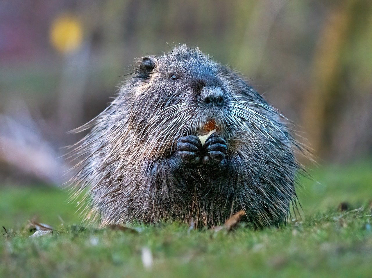 Malaysia strengthens regulations for expatriates, raising alarms about a potential talent drain