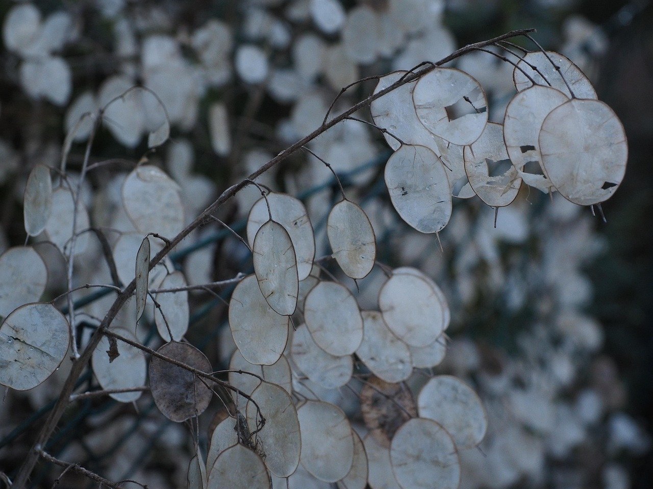 Silver Price Today (22 March 2026): Holding Firm at $69.66; India’s Rate Steady at ₹2.45 Lakh/kg Amid Middle East Crisis – City-Wise Breakdown