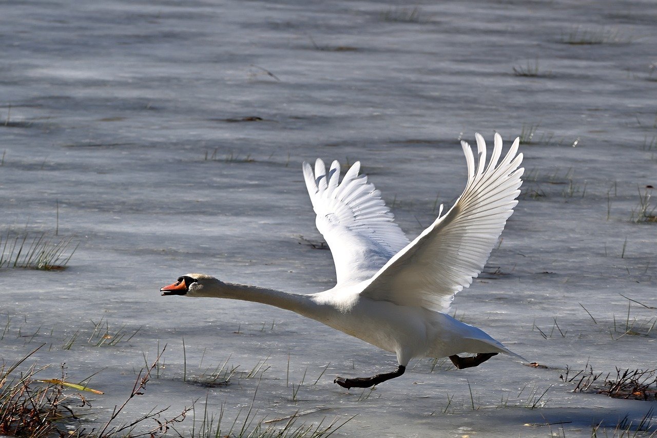 Strategic Reserves: Upcoming Federal Investment Prospects