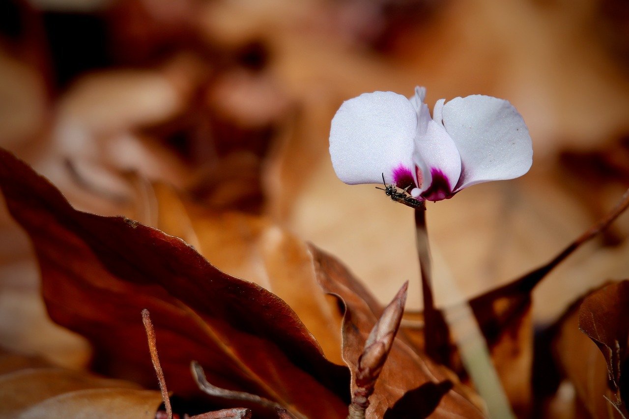Tesla Superchargers Now Accessible for Non-Tesla EVs in Malaysia – Certain Locations, RM1.80/kWh