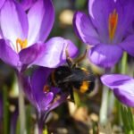 The Noise Dominating Malaysia's Authentic Story